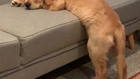 Adorable Pup Can't Quite Make the Jump on the Couch