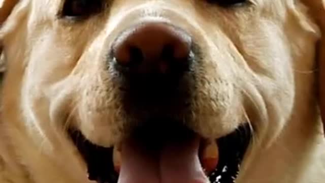 Dog Funny Dance Shorts - Funniest Dog Videos #shorts #funnydogs