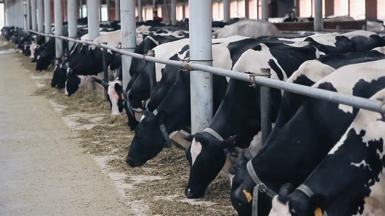 Cows eat sillage on farm