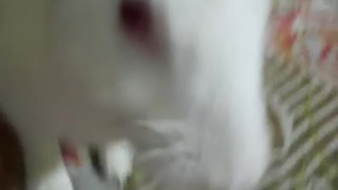 My cute rabbit clean his face