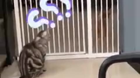 Funny animal