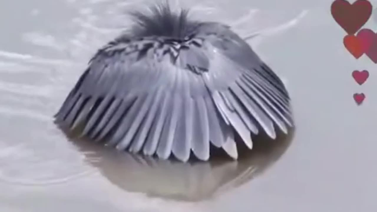 Animal protection