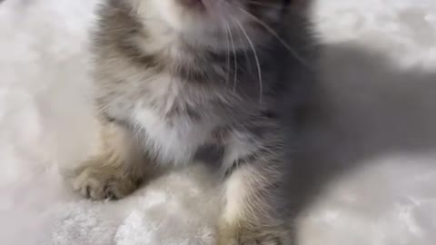 cute cat videos,cute animals
