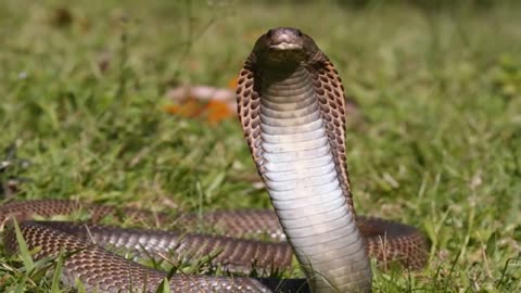 Top 10 Most Venomous Snakes in the World