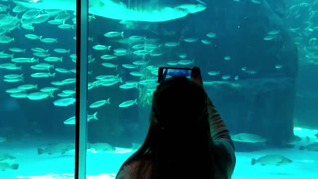 Shark is swimming in museum aquarium with enjoyable Humans...