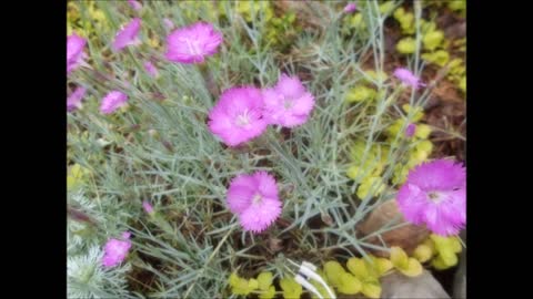 Dreaming of Butterflies~Dianthus