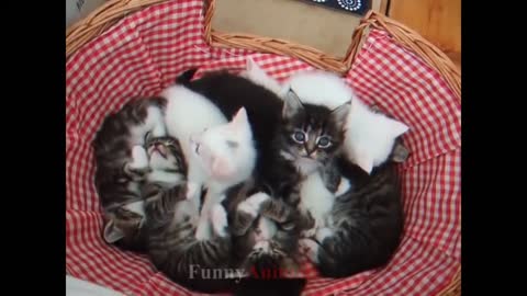 So many cute kittens videos compilation 2018