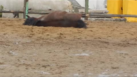 Horse rolling in the sand