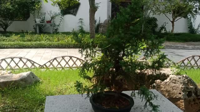 This is a bunch of small bonsai.