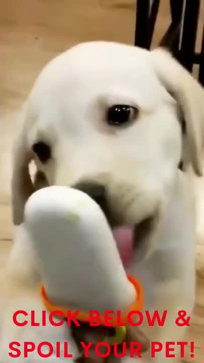 Cute puppy and owner share an ice cream!