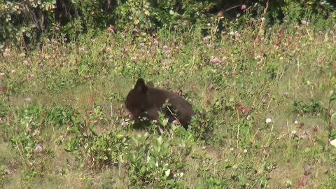 Black Bear _ Bear_Baby_ Forest