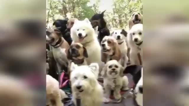 Funny and cute animals cats and dogs