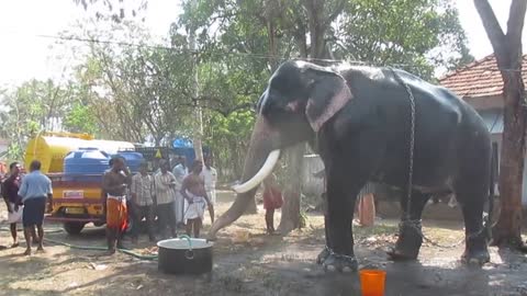 Kollam tourism - Guruvayoor Valiya kesavan, One of the Biggest elephant in Kerala