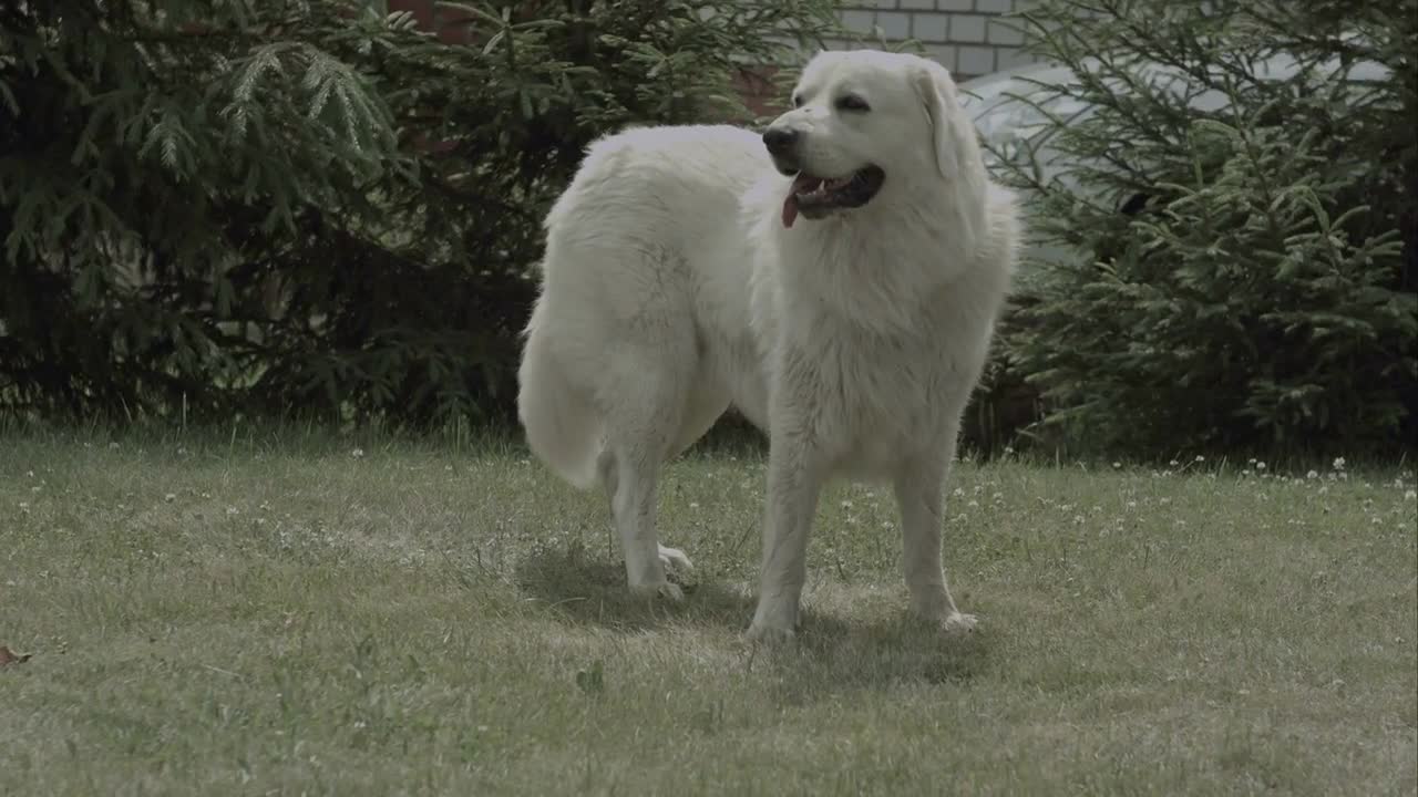 Big white dog on the grass in the garden hot summer sunny day