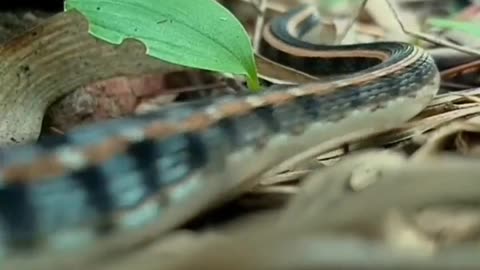Wildlife in closer view with a natural perspective.