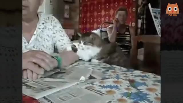 funny and beautiful cat videos