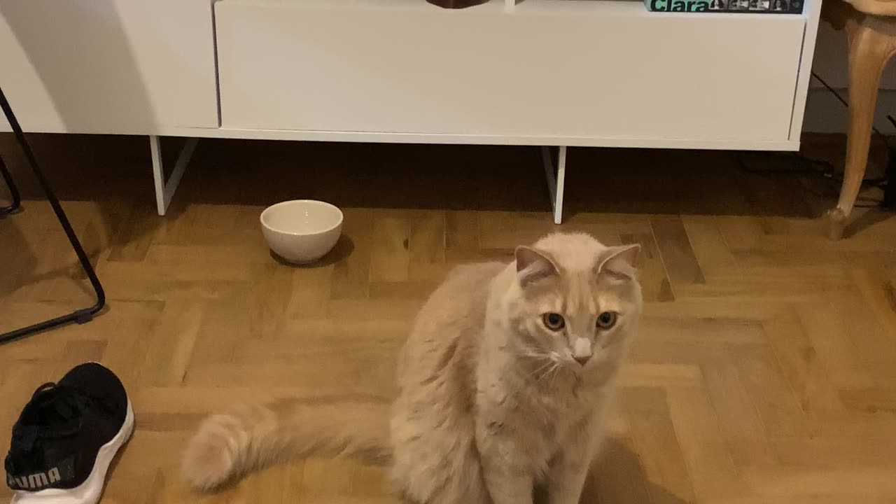 Cat Twitches In Time To Tambourine Beat