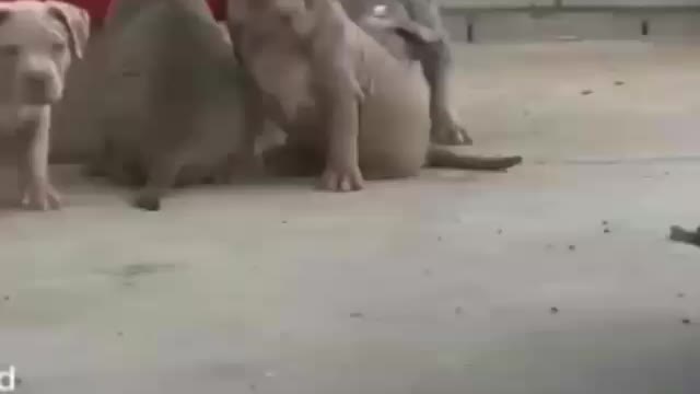 ATTACK OF DANGEROUS PITBULLS