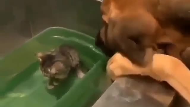 Big dog and little kitten