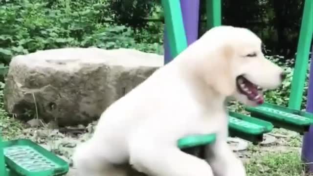 Funny and Cute Pets to brighten your day | Compilation