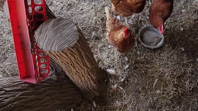 Chickens are cuckoo for mealworm snacks