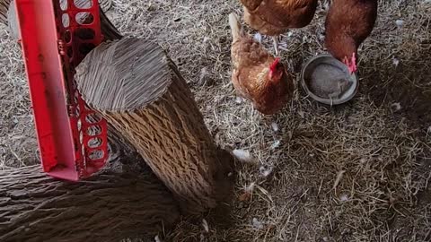 Chickens are cuckoo for mealworm snacks