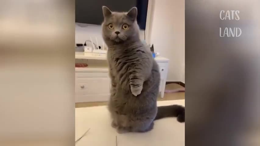 OMG So Cute Cats Best Funny Cat Videos 2021 90