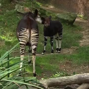 An animal that combines deer and zebra
