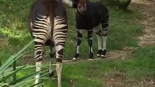 An animal that combines deer and zebra