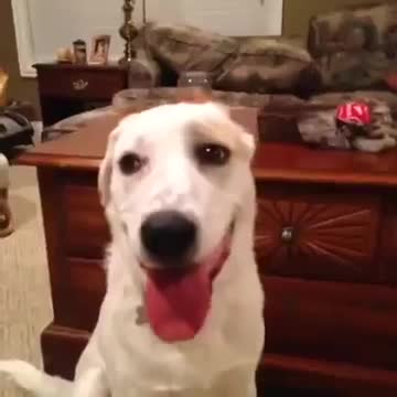 Dog reacts to cutting his balls off
