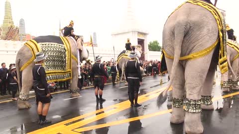 Majestic elephants march and bow in tributing