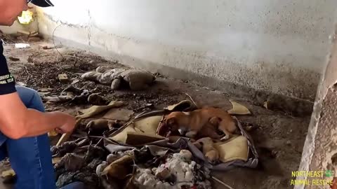 Mother dog and her children struggled to survive in an abandoned factory