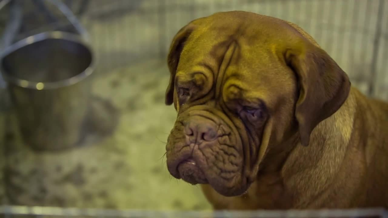 Mastif dog isolated in fence. Above shot of big brown mastif dog calm behind the fence