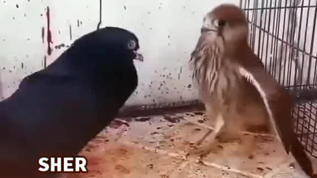 Bird fight at home