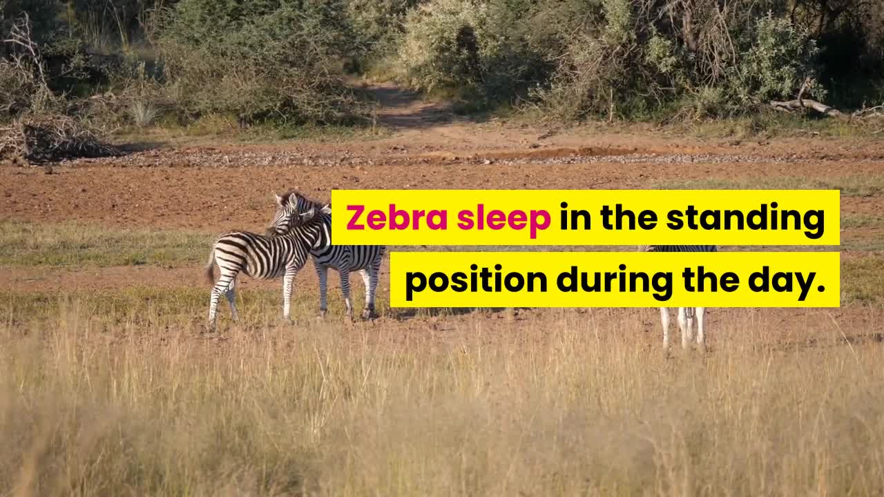 Facts about the zebra