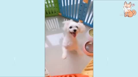 Cute puppy walking with 2 legs up and dancing. <Funny video>