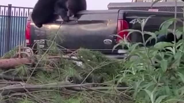 Black Bear Raids Truck Bed for Peanuts