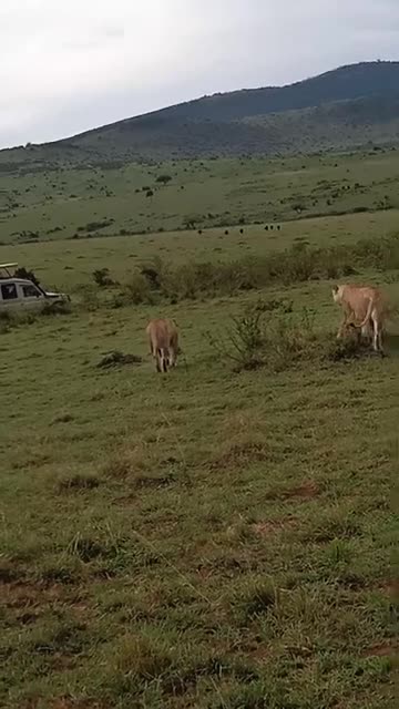 Masai Mara wild life reserve