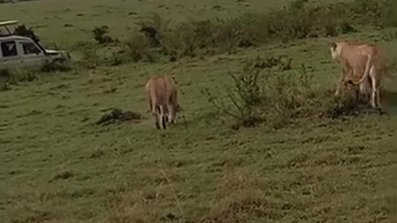 Masai Mara wild life reserve