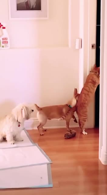 Prison break 🤣🤣