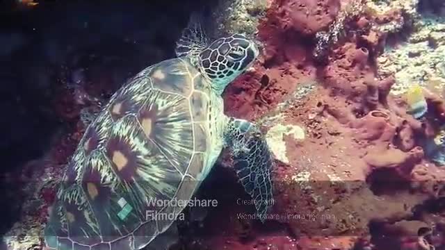 Sea Life - As Natural as it can get - Undisturbed - Lovely to see