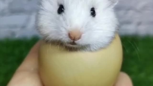 Cute animals