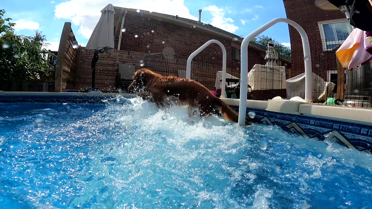 Undefeated Stationary Dog Paddle Champion