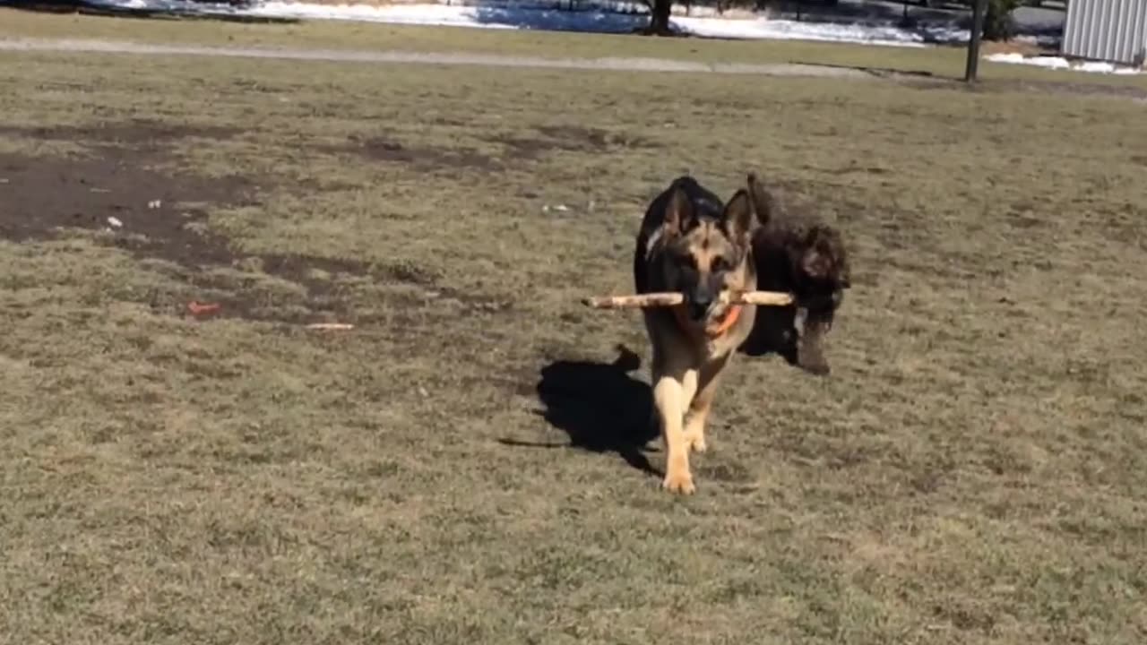 Hi, I'm Fly-The-German-Shepherd! I'm The Problem, It's Me!