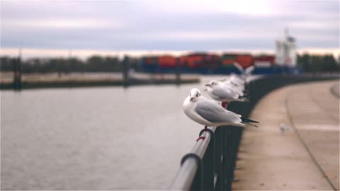 Beautiful birds with beautiful colors and beautiful views