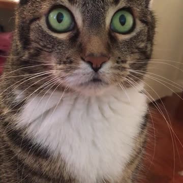 Funny Cat Watches Bird Videos by Cactus and Coral