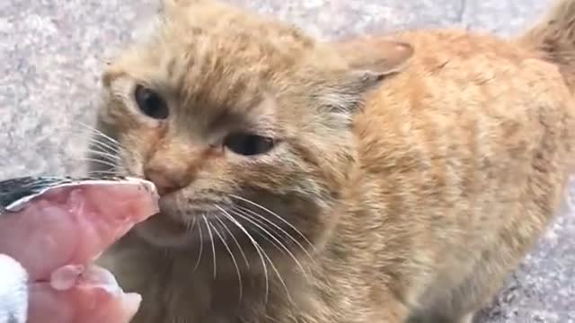 Cute kittens Baby Cats Cute and Funny Cat Videos Compilation #shorts #animals # 586