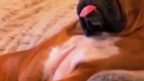 cute dogs and cute cats videos,