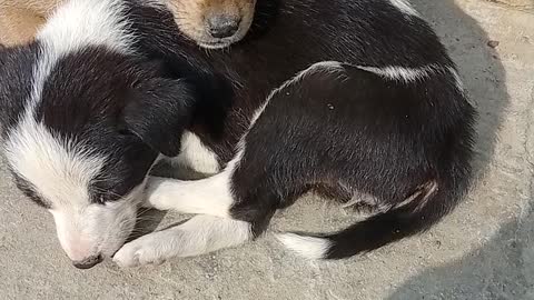 Dog beby very quiet
