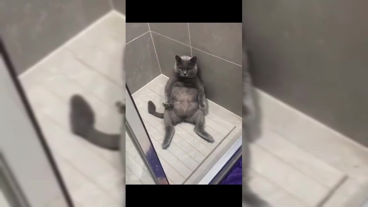 Fanny Animals Videos ✌️